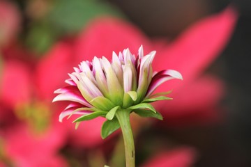 pink flower