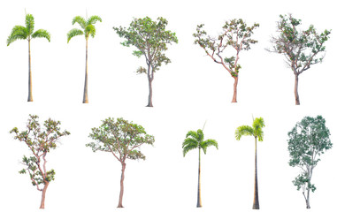 tree Isolated on white background , The collection of tree