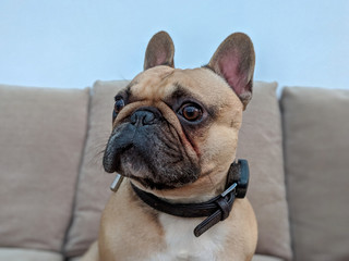 French bulldog face on sofa