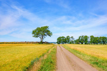 Fototapeta na wymiar Dirt Road in a rural country landscape view