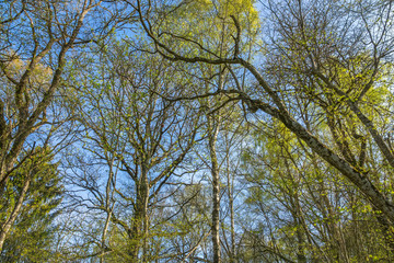 Newly cut leaves on a tree against a blue spring sky