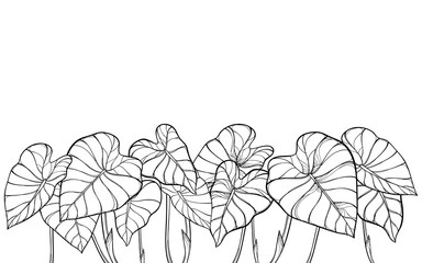 Bunch of outline tropical leaf Colocasia esculenta or Elephant ear or Taro plant in black isolated on white background. 