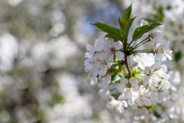 Branch of sour cherry blossoms in full bloom, shallow depth of field, selective focus