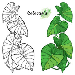 Set with outline tropical plant Colocasia esculenta or Elephant ear or Taro leaf bunch in black and green isolated on white background. 