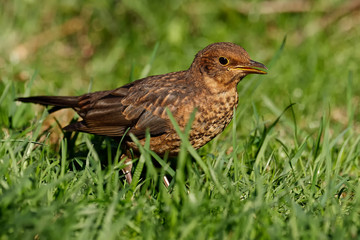 Junge Amsel