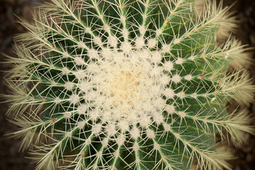 Naklejka na ściany i meble A green cactus with sharp thorns, succulent plants.