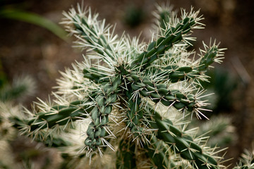 A green cactus with sharp thorns, succulent plants.