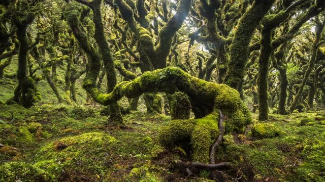 Magic beauty of green forest nature trees covered with moss in new Zealand wilderness Time lapse