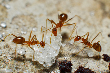 Transparent brown ants with 2 antennas on the head