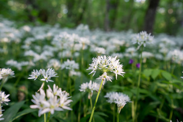 White blooming flower blossom in natural environment. Allium ursinum, Wild garlic bloom.