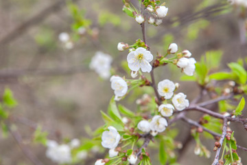 close up image of cherry flowers in the spring