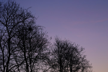 Fototapeta na wymiar trees at sunrise with nest