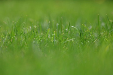 Close Up Of Fresh Grass With Water Drops In The Early Morning 