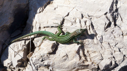 Lizard of Capo Caccia