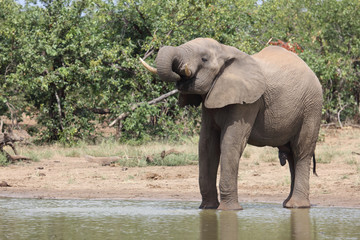 Afrikanischer Elefant / African elephant / Loxodonta africana
