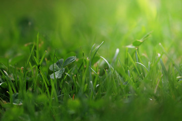 Close Up Of Fresh Grass With Water Drops In The Early Morning 