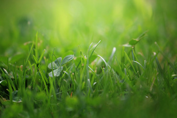 Close Up Of Fresh Grass With Water Drops In The Early Morning 