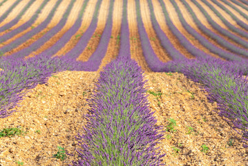 Lavender field in Valensole Plateau, Provence, France