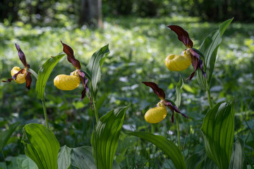 Naklejka na ściany i meble Lady's Slipper Orchid flower. Yellow with red petals blooming flower in natural environment. Lady Slipper blossom bloom. Cypripedium calceolus.