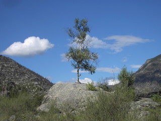 Young birch on the stones of the Altai Mountains