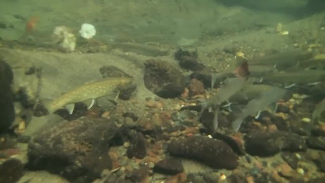 アメマスの群れ