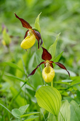 Lady's Slipper Orchid flower. Yellow with red petals blooming flower in natural environment. Lady Slipper blossom bloom. Cypripedium calceolus.