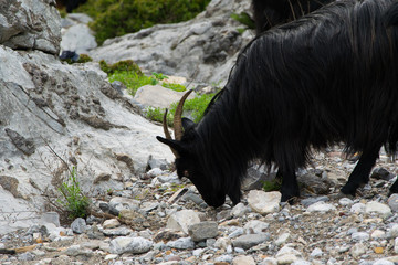 Obraz na płótnie Canvas A flock of mountain goats graze freely . Albanian Alps .