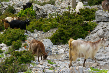 A flock of mountain goats graze freely . Albanian Alps .