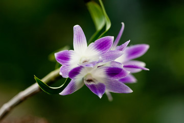 Purple mottled and spotted orchid stem. Lilac flower bloom branch. Orchidaceae blooming blossom...