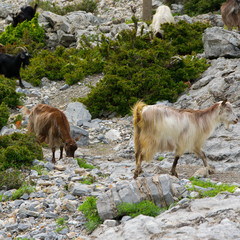 A flock of mountain goats graze freely . Albanian Alps .