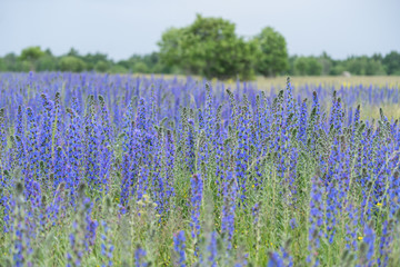 Naklejka premium Vipers Bugloss or Blueweed (Echium vulgare) blossom field. Blue blooming flower, natural environment.