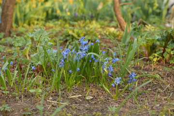flowers blue snowdrops in the garden
