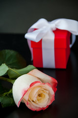 Lovely light yellow-red rose gift in red box with white ribbon on black background