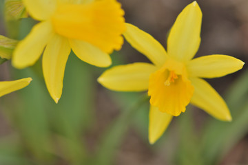 Obraz na płótnie Canvas narcissus flower close-up