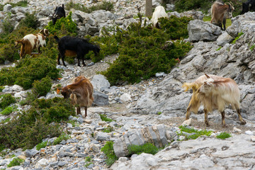 A flock of mountain goats graze freely . Albanian Alps .