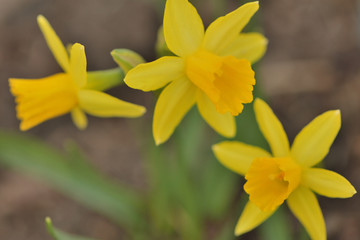 narcissus flower close-up