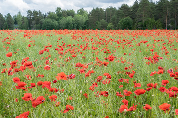 Obraz premium Red long-headed poppy field, blindeyes, Papaver dubium. Flower bloom in a natural environment. Blooming blossom.