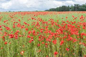 Red long-headed poppy field, blindeyes, Papaver dubium. Flower bloom in a natural environment. Blooming blossom.