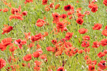 Red long-headed poppy field, blindeyes, Papaver dubium. Flower bloom in a natural environment. Blooming blossom.