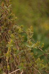 spring creeper leaves in the garden