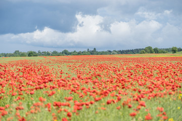 Red long-headed poppy field, blindeyes, Papaver dubium. Flower bloom in a natural environment. Blooming blossom.
