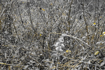 frost on the grass with small yellow flowers