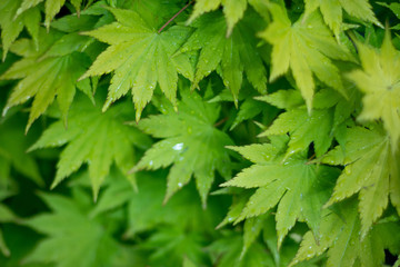 leafs after a light shower