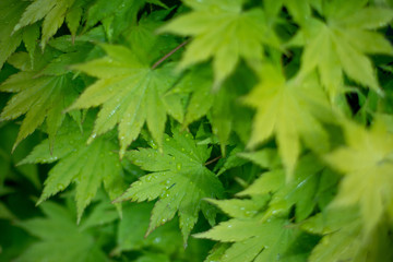 leafs after a light shower