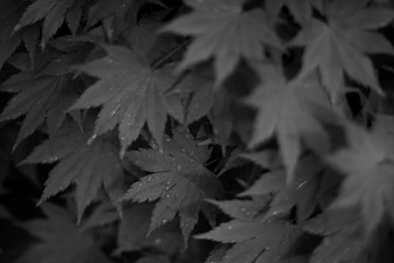 leafs after a light shower