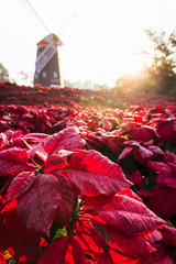 Red poinsettia (Euphorbia Pulcherrima) field with drops in morning beautiful sunlight.