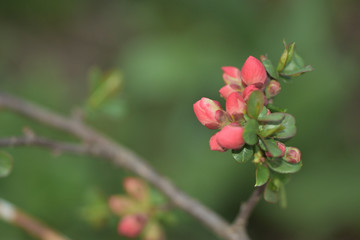 apple tree branch with buds close up