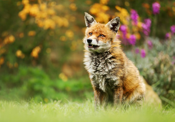 Red fox in the garden with flowers