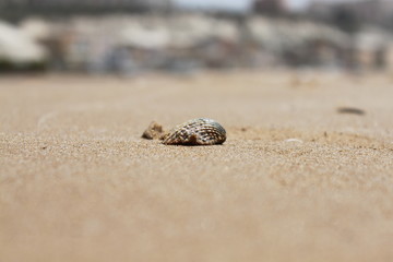 shell on the beach