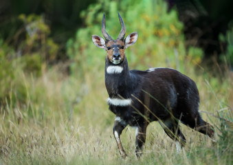 Rare Menelik's Bushbuck standing in the forest in Ethiopia